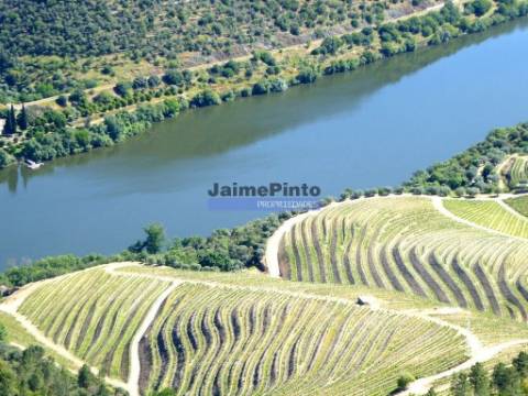 Quinta 98,7ha, Vinha, Turismo, rio Douro, Natureza imensa. Portugal, Guarda, Douro Superior.