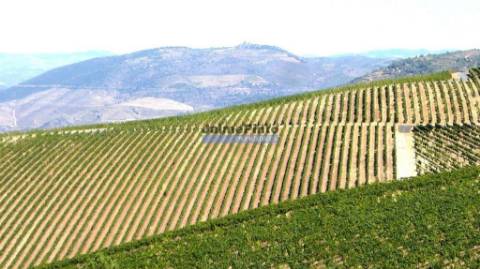 Quinta 98,7ha, Vinha, Turismo, rio Douro, Natureza imensa. Portugal, Guarda, Douro Superior.