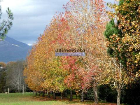 30.000m2, quinta contígua Rio Lima, Viana do Castelo. Portugal, Norte, Minho.