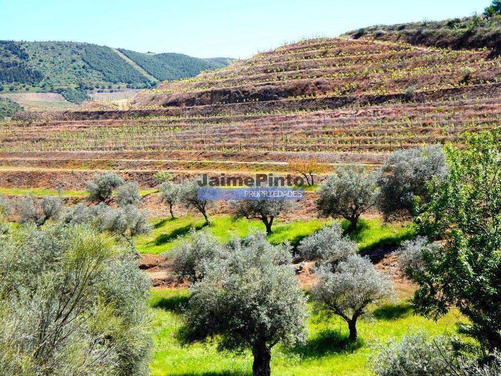 Quinta, Olival, Vinha, Casa Agrícola, no Pocinho. Portugal, V. N. Foz Côa.