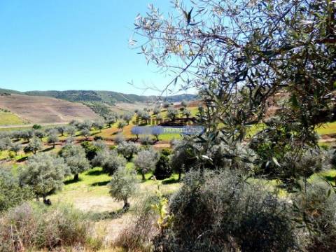 Quinta, Olival, Vinha, Casa Agrícola, no Pocinho. Portugal, V. N. Foz Côa.