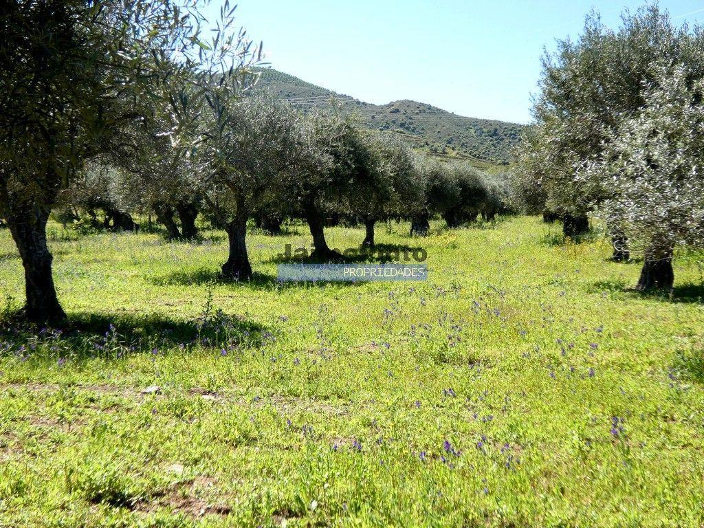 Quinta, Olival, Vinha, Casa Agrícola, no Pocinho. Portugal, V. N. Foz Côa.