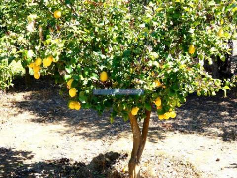 Quinta, Olival, Vinha, Casa Agrícola, no Pocinho. Portugal, V. N. Foz Côa.