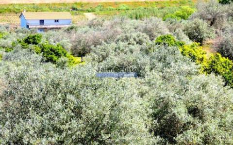 Quinta, Olival, Vinha, Casa Agrícola, no Pocinho. Portugal, V. N. Foz Côa.