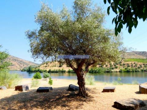 Quinta, Olival, Vinha, Casa Agrícola, no Pocinho. Portugal, V. N. Foz Côa.