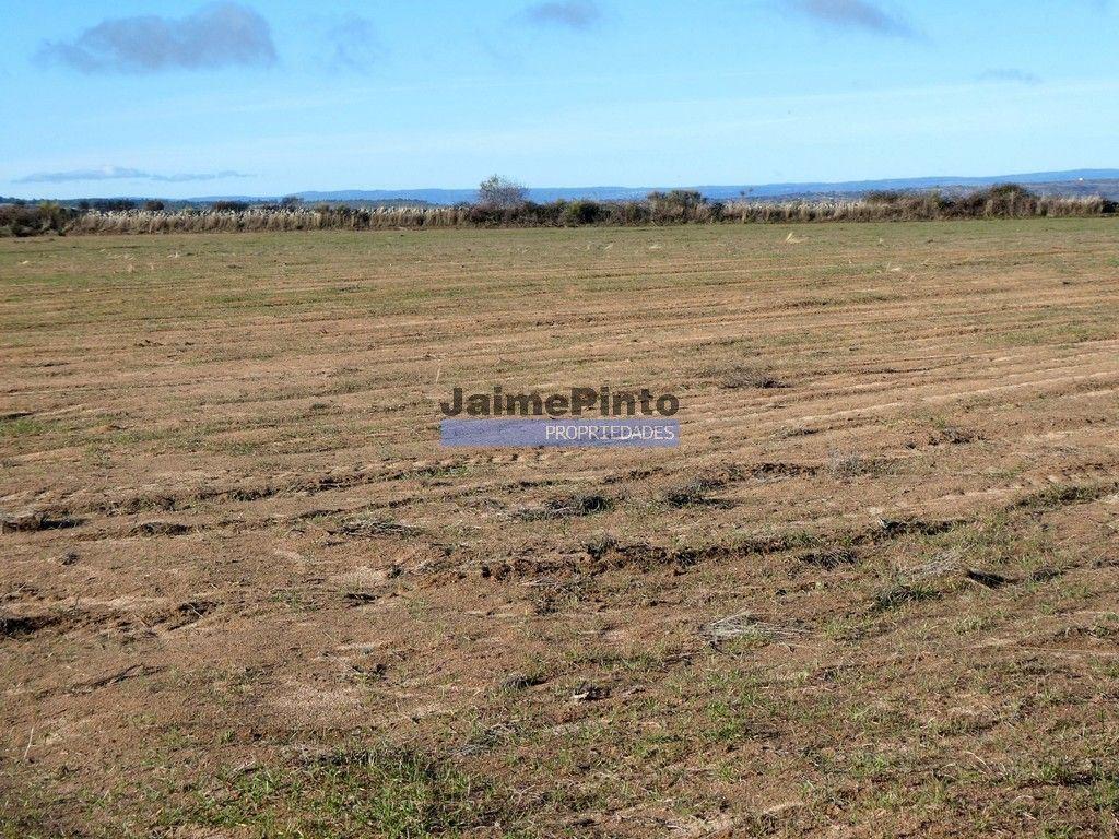 Terrenos rústicos 115.000m2, Escalhão. Portugal, Guarda, F. C. Rodrigo.