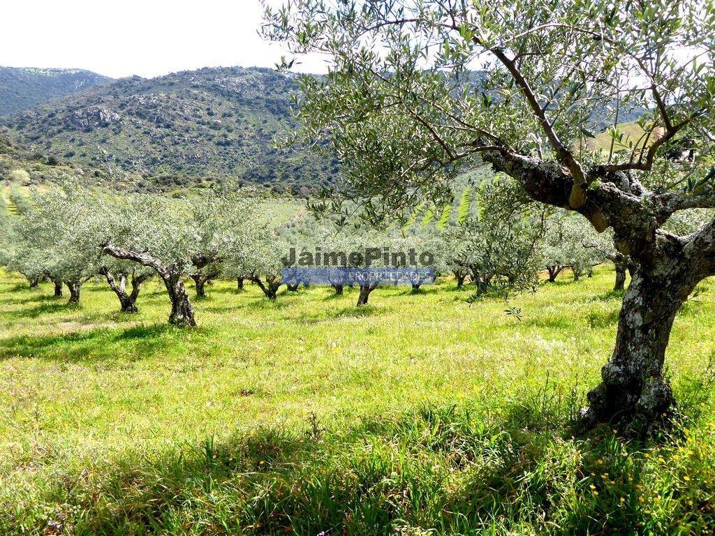 Olival, Amendoal e Vinha, totalizando 141ha. Portugal, Foz Côa.
