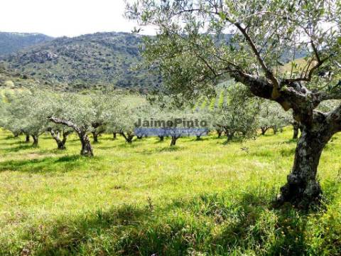 Olival, Amendoal e Vinha, totalizando 141ha. Portugal, Foz Côa.