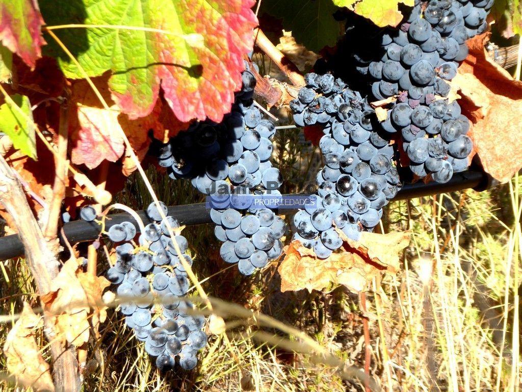 Olival, Amendoal e Vinha, totalizando 141ha. Portugal, Foz Côa.