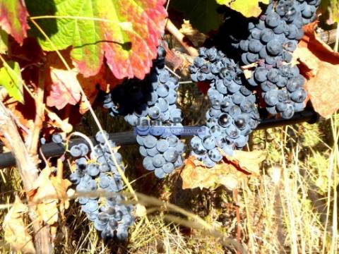 Olival, Amendoal e Vinha, totalizando 141ha. Portugal, Foz Côa.