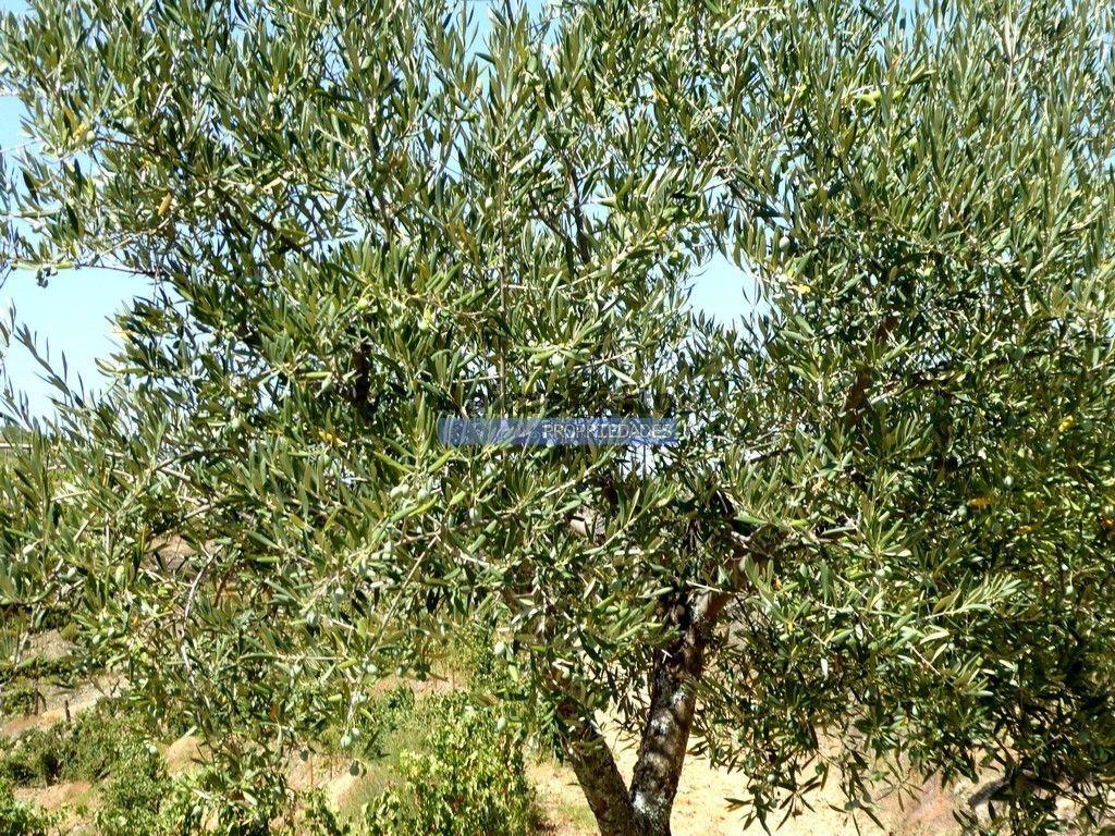 Olival, Amendoal e Vinha, totalizando 141ha. Portugal, Foz Côa.