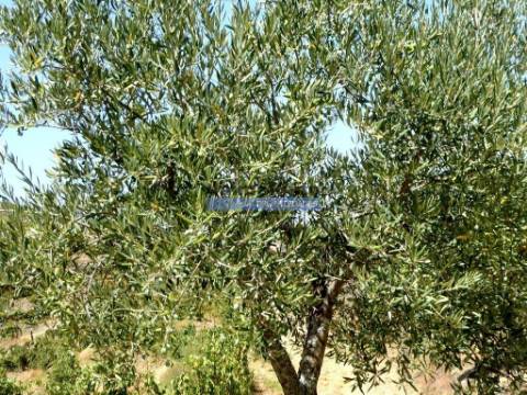 Olival, Amendoal e Vinha, totalizando 141ha. Portugal, Foz Côa.