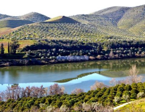 Olival, Amendoal e Vinha, totalizando 141ha. Portugal, Foz Côa.