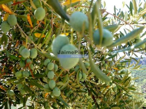 Olival, Amendoal e Vinha, totalizando 141ha. Portugal, Foz Côa.