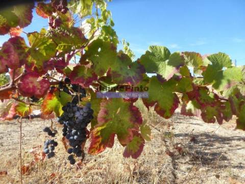 Olival, Amendoal e Vinha, totalizando 141ha. Portugal, Foz Côa.