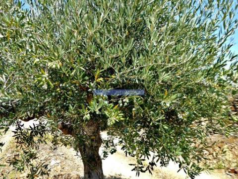 Olival, Amendoal e Vinha, totalizando 141ha. Portugal, Foz Côa.