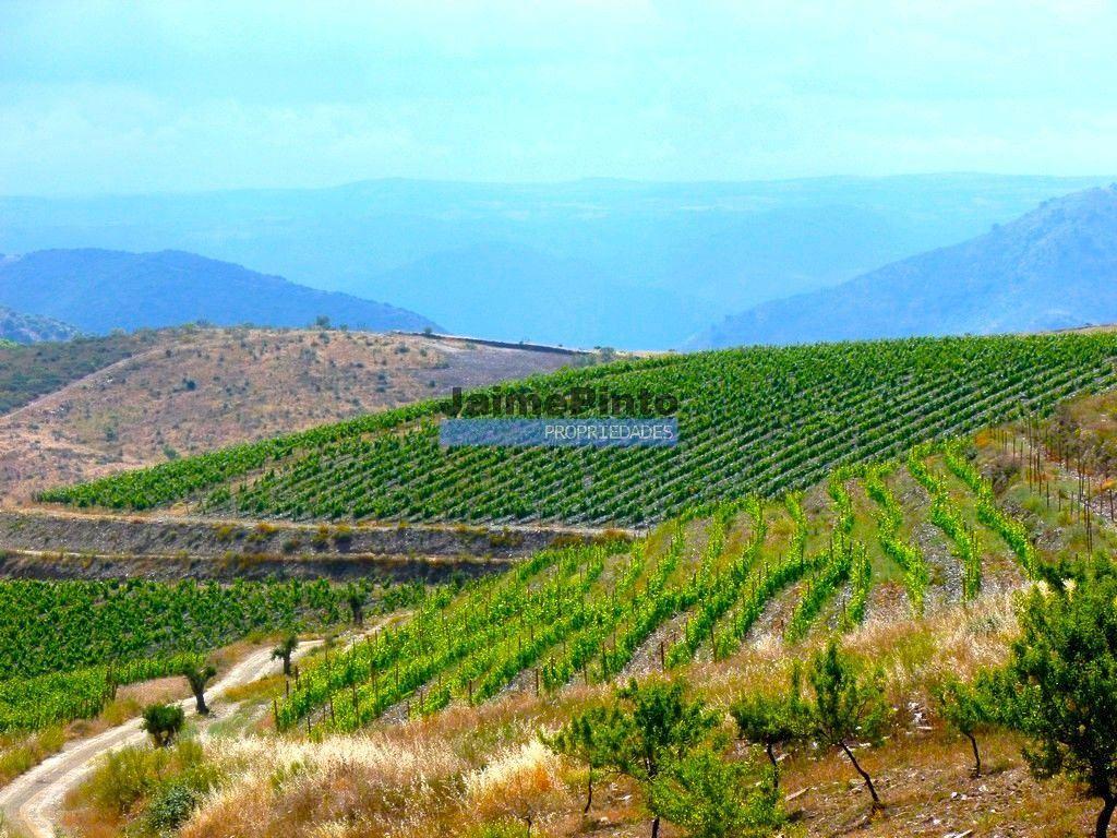 Quinta Vinho do Porto, 25ha, Douro. Portugal, V. N. Foz Côa.