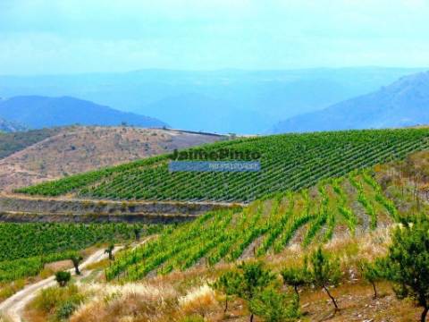 Quinta Vinho do Porto, 25ha, Douro. Portugal, V. N. Foz Côa.