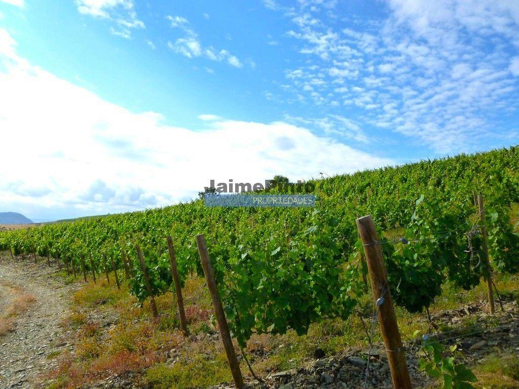 Quinta Vinho do Porto, 25ha, Douro. Portugal, V. N. Foz Côa.