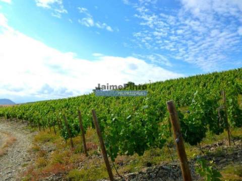 Quinta Vinho do Porto, 25ha, Douro. Portugal, V. N. Foz Côa.