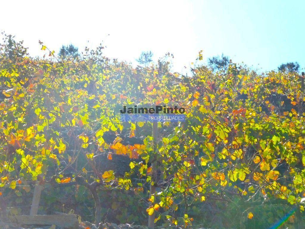 Quinta Vinho do Porto, 25ha, Douro. Portugal, V. N. Foz Côa.