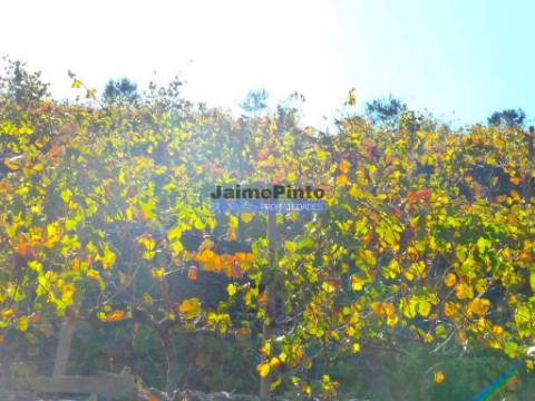 Quinta Vinho do Porto, 25ha, Douro. Portugal, V. N. Foz Côa.