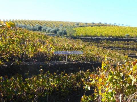 Quinta Vinho do Porto, 25ha, Douro. Portugal, V. N. Foz Côa.