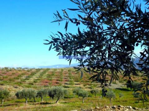 Quinta Vinho do Porto, 25ha, Douro. Portugal, V. N. Foz Côa.