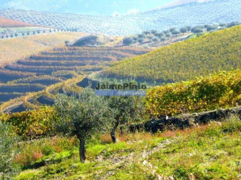 Quinta Vinho do Porto, 25ha, Douro. Portugal, V. N. Foz Côa.