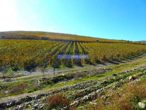 Quinta Vinho do Porto, 25ha, Douro. Portugal, V. N. Foz Côa.