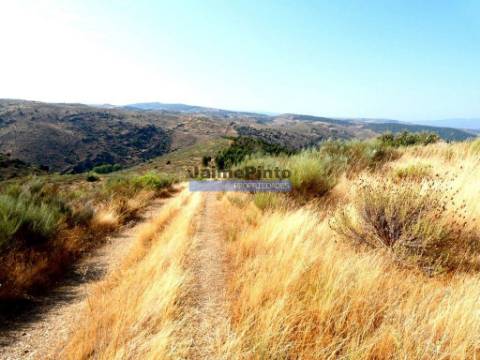 TERRENO AGRÍCOLA 104.000m2 para plantações novas. Portugal, ALFÂNDEGA da FÉ.