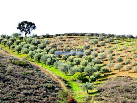 TERRENO AGRÍCOLA 104.000m2 para plantações novas. Portugal, ALFÂNDEGA da FÉ.