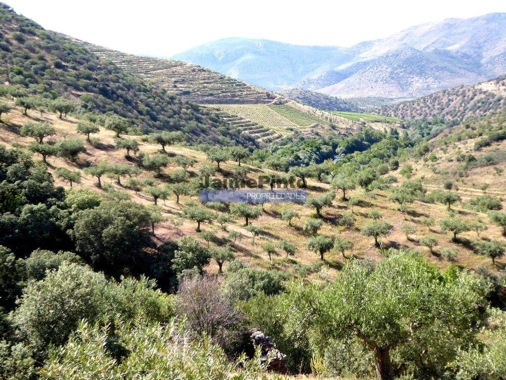 Olival de 100ha. Portugal, Barca DAlva.