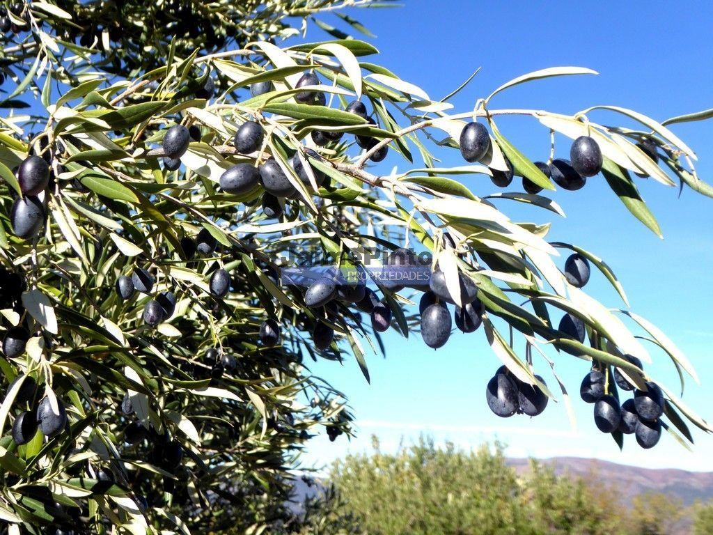 Olival de 100ha. Portugal, Barca DAlva.