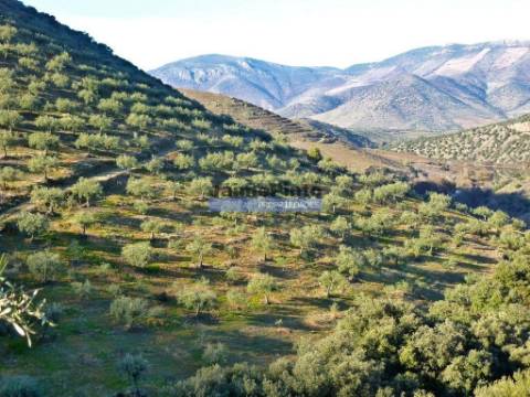 Olival de 100ha. Portugal, Barca DAlva.