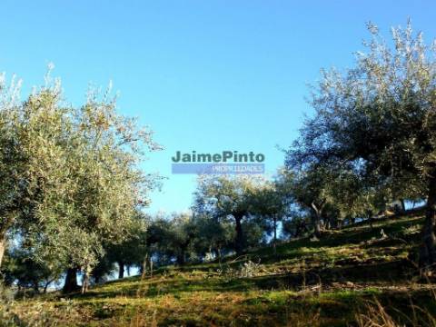 Olival de 100ha. Portugal, Barca DAlva.