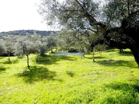 Olival de 100ha. Portugal, Barca DAlva.