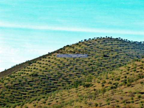 Olival de 100ha. Portugal, Barca DAlva.