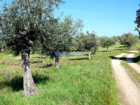 6,95 HA OLIVAL e CASA de CAMPO. Portugal, Barca dAlva, F. C. Rodrigo.