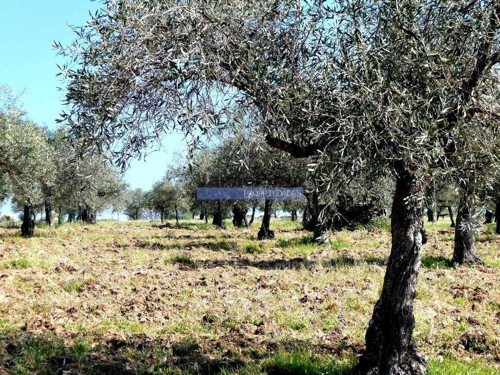 6,95 HA OLIVAL e CASA de CAMPO. Portugal, Barca dAlva, F. C. Rodrigo.