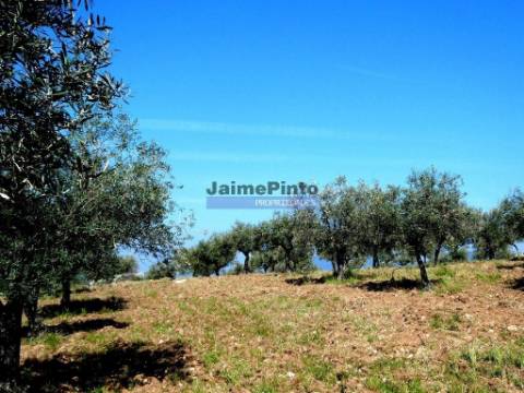 6,95 HA OLIVAL e CASA de CAMPO. Portugal, Barca dAlva, F. C. Rodrigo.