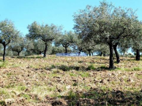 6,95 HA OLIVAL e CASA de CAMPO. Portugal, Barca dAlva, F. C. Rodrigo.