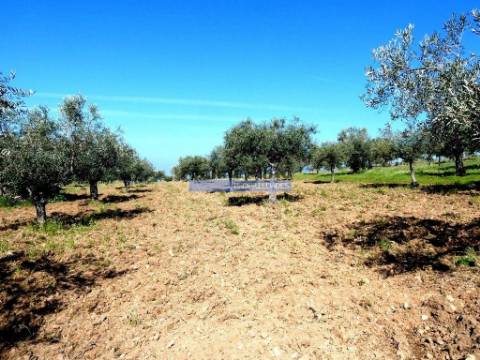 6,95 HA OLIVAL e CASA de CAMPO. Portugal, Barca dAlva, F. C. Rodrigo.