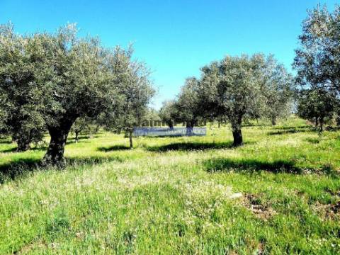 6,95 HA OLIVAL e CASA de CAMPO. Portugal, Barca dAlva, F. C. Rodrigo.