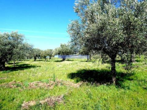 6,95 HA OLIVAL e CASA de CAMPO. Portugal, Barca dAlva, F. C. Rodrigo.