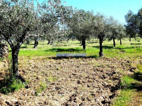 6,95 HA OLIVAL e CASA de CAMPO. Portugal, Barca dAlva, F. C. Rodrigo.