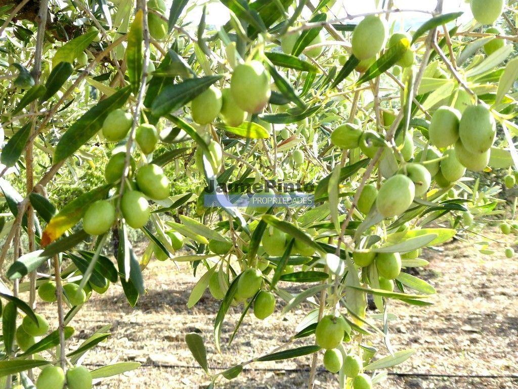 Olival de 6,9ha + Olival de 3ha, Escalhão. Portugal, F. C. Rodrigo, Barca DAlva.