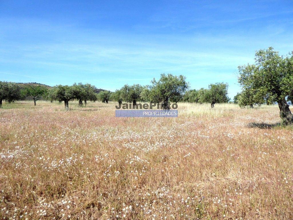 Olival de 6,9ha + Olival de 3ha, Escalhão. Portugal, F. C. Rodrigo, Barca DAlva.