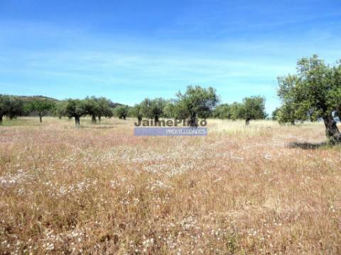 Olival de 6,9ha + Olival de 3ha, Escalhão. Portugal, F. C. Rodrigo, Barca DAlva.