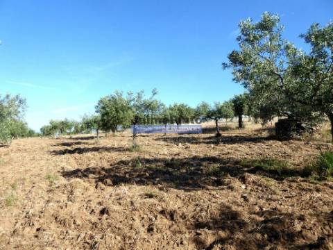 Olival de 6,9ha + Olival de 3ha, Escalhão. Portugal, F. C. Rodrigo, Barca DAlva.